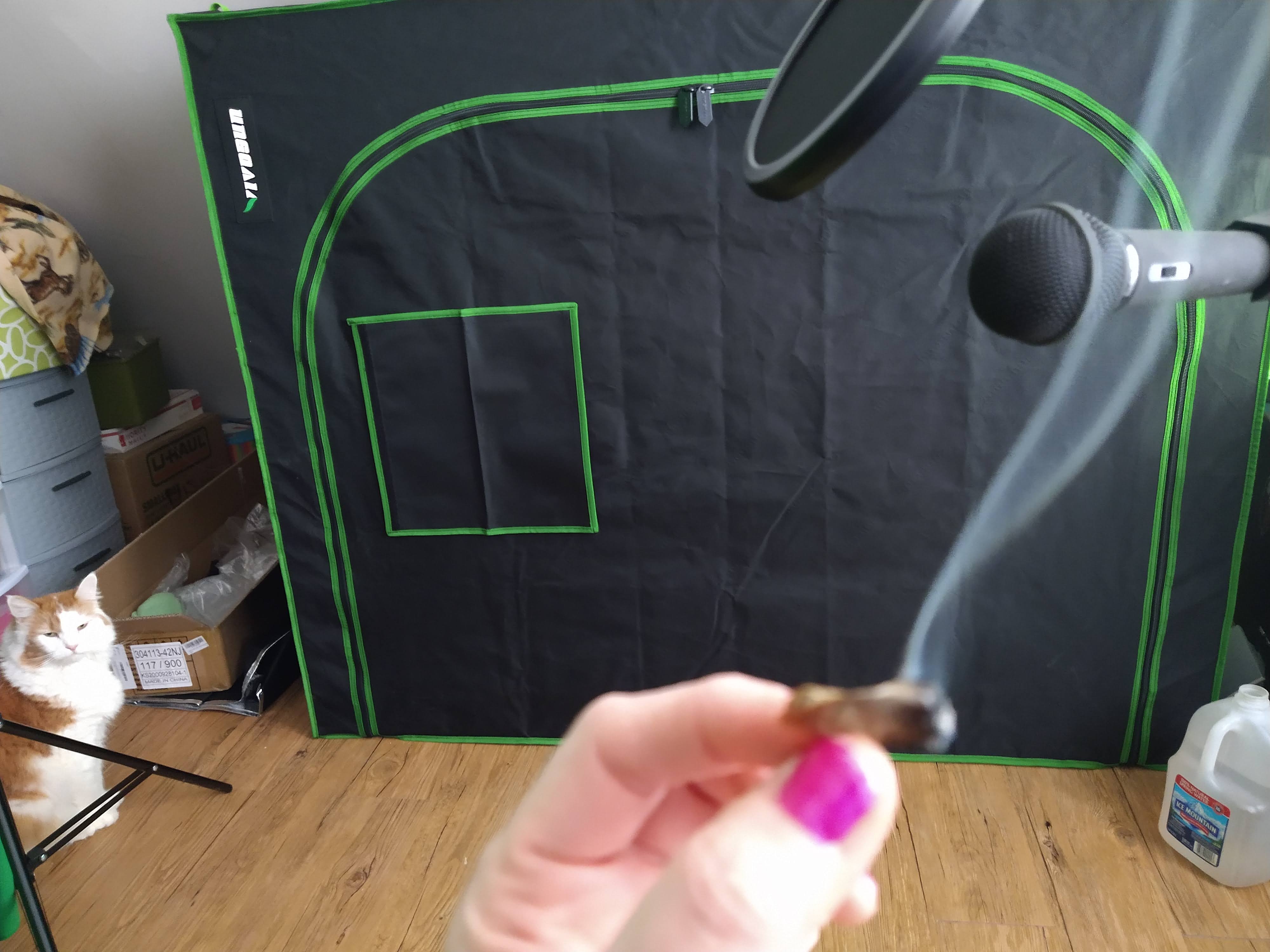 Circa 2021, Sammy the best cat ever, watching me smoke in front of my new grow tent.